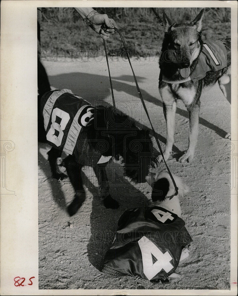 1965 Press Photo Canines Model Mutt Derby Apparel - Historic Images