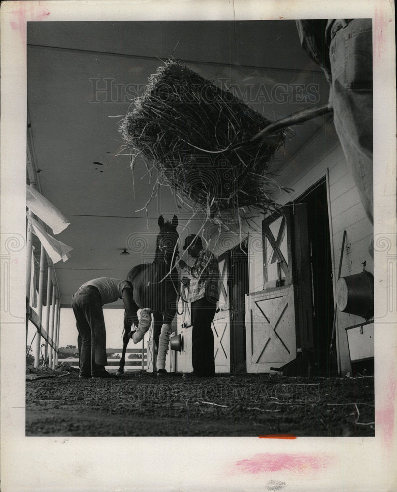 Press Photo Meadow Brook Farm forelegs horse bandaged - Historic Images