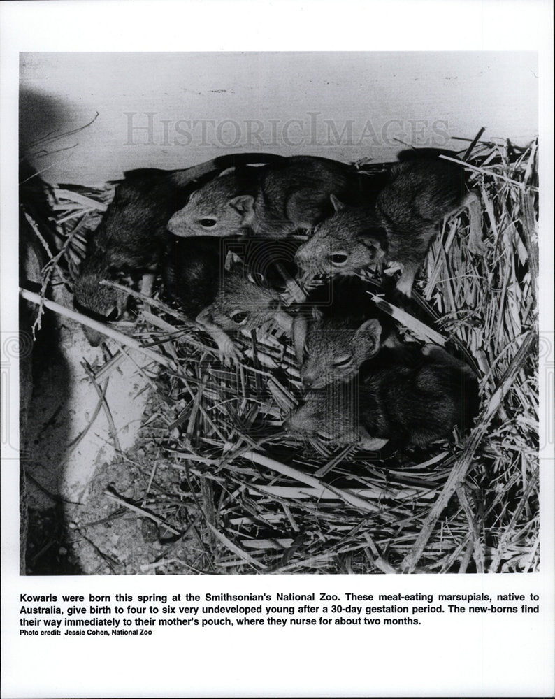 1995 Press Photo Kowaris born Smithsonian National Zoo - Historic Images