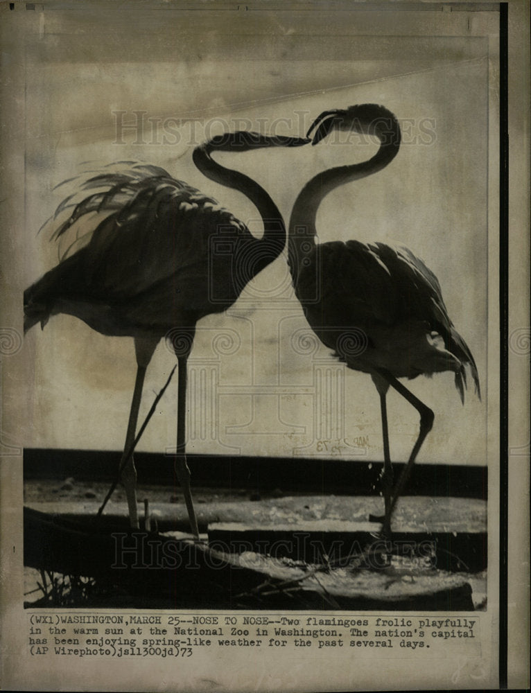 1973 Press Photo Flamingoes Play National Zoo Washingto - Historic Images