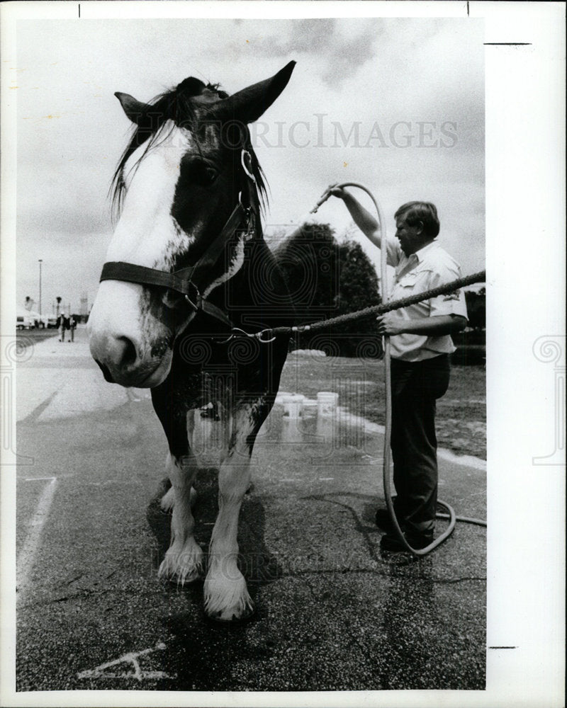 1989 Press Photo Horses Clydesdales Budweiser Florida - Historic Images