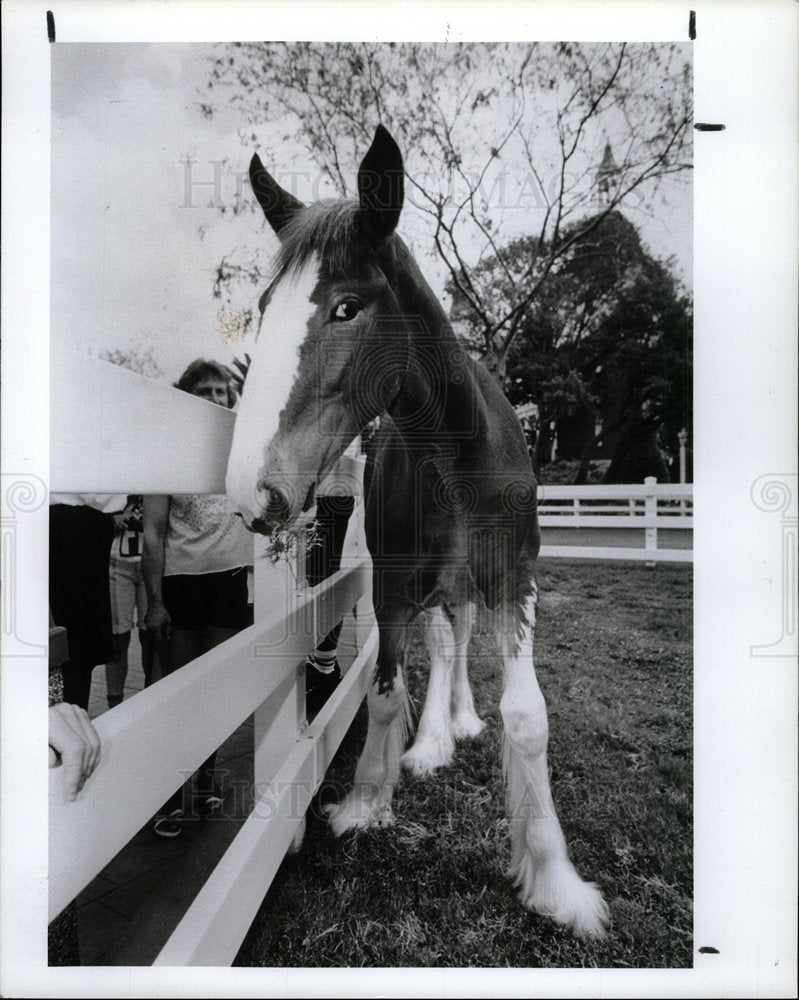 1991 Press Photo Clementine 6-month old Clydesdale - Historic Images