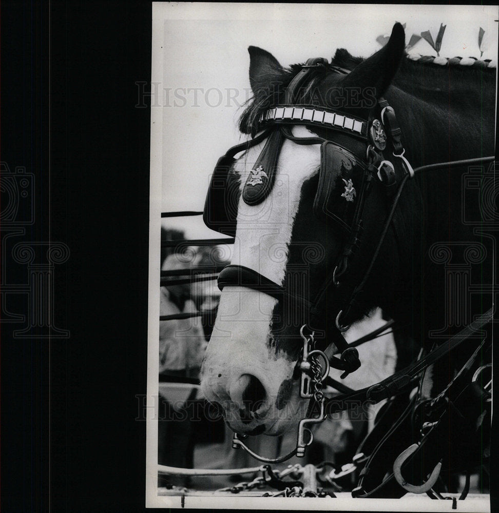 1978 Press Photo Horse Clydesdale - Historic Images