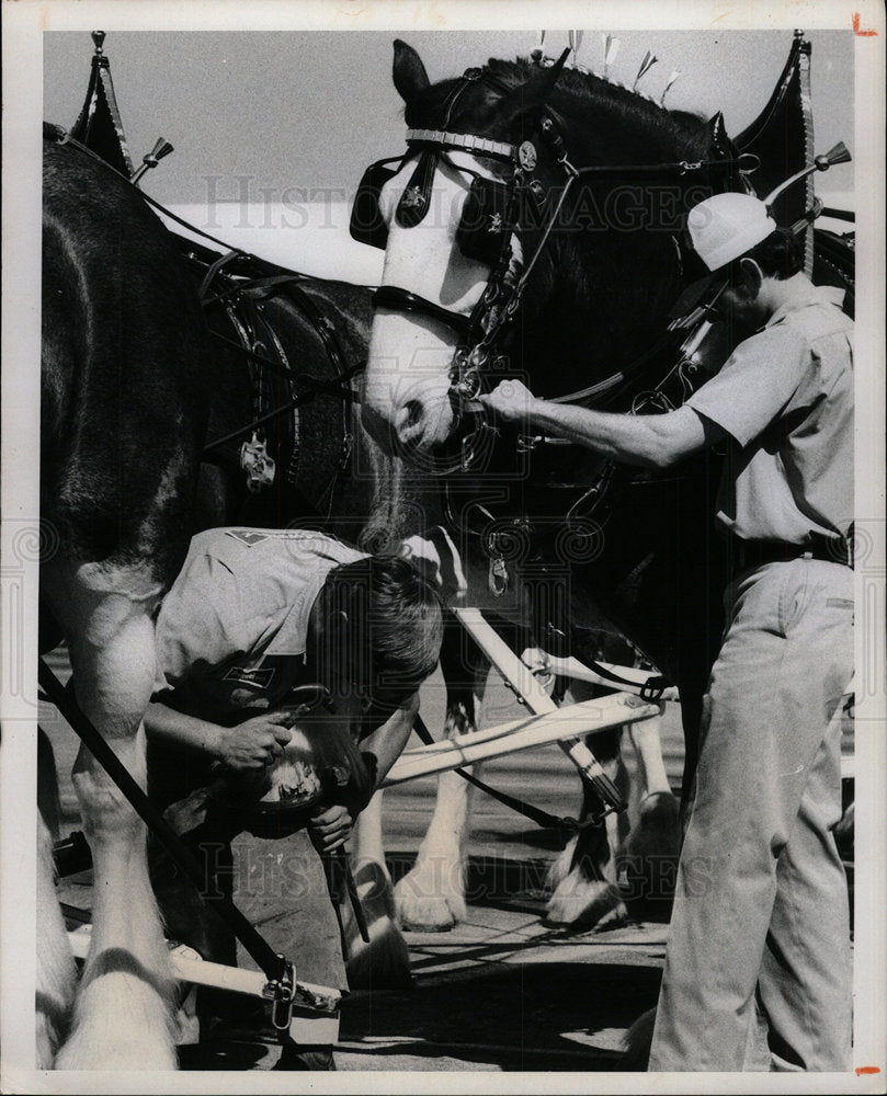 1976 Press Photo Big Horse Show Repair - Historic Images