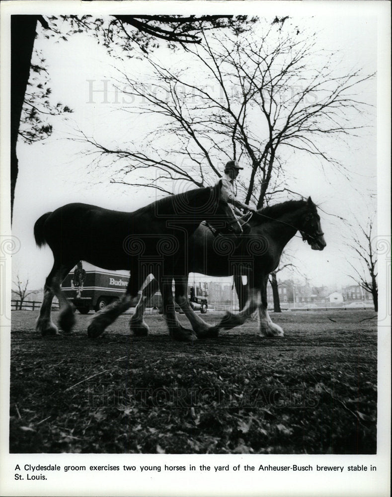 1993 Press Photo Clydesdales Horses St. Louis Anheuser - Historic Images