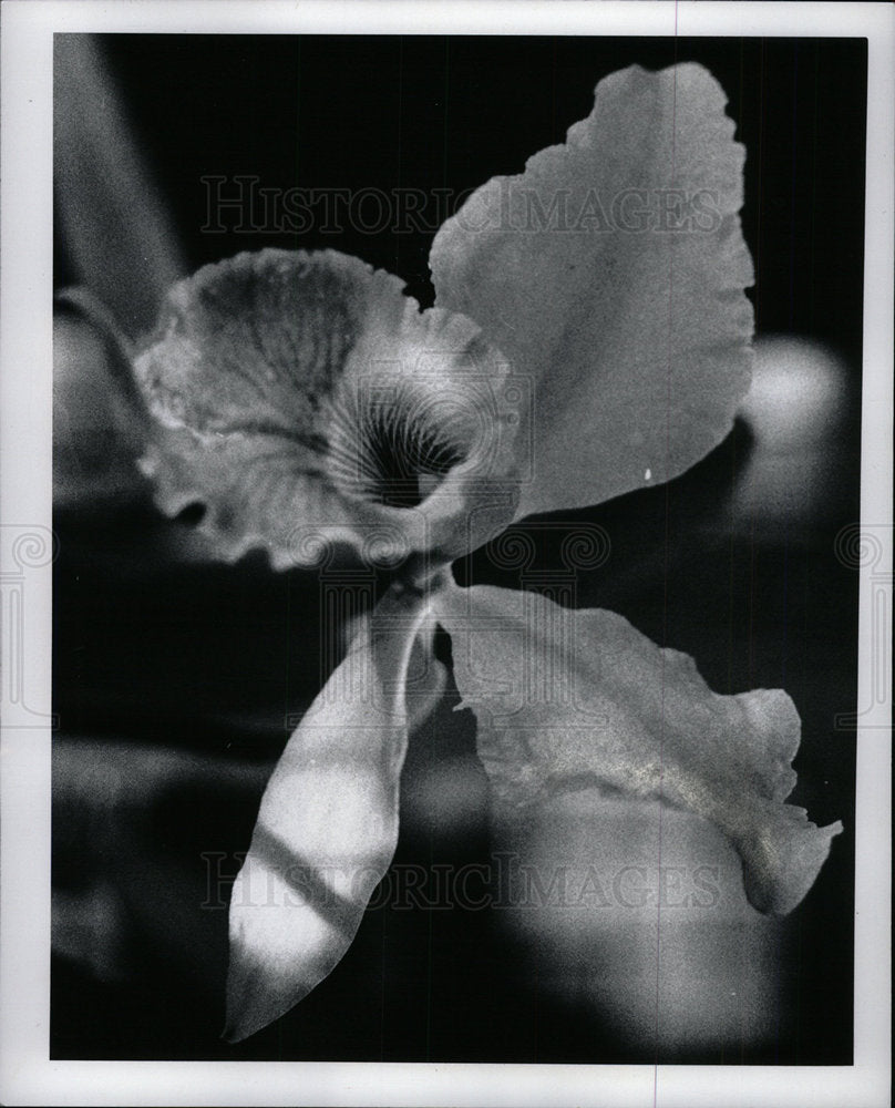 1978 Press Photo Orchid Flowers Belle Isle Michigan - Historic Images