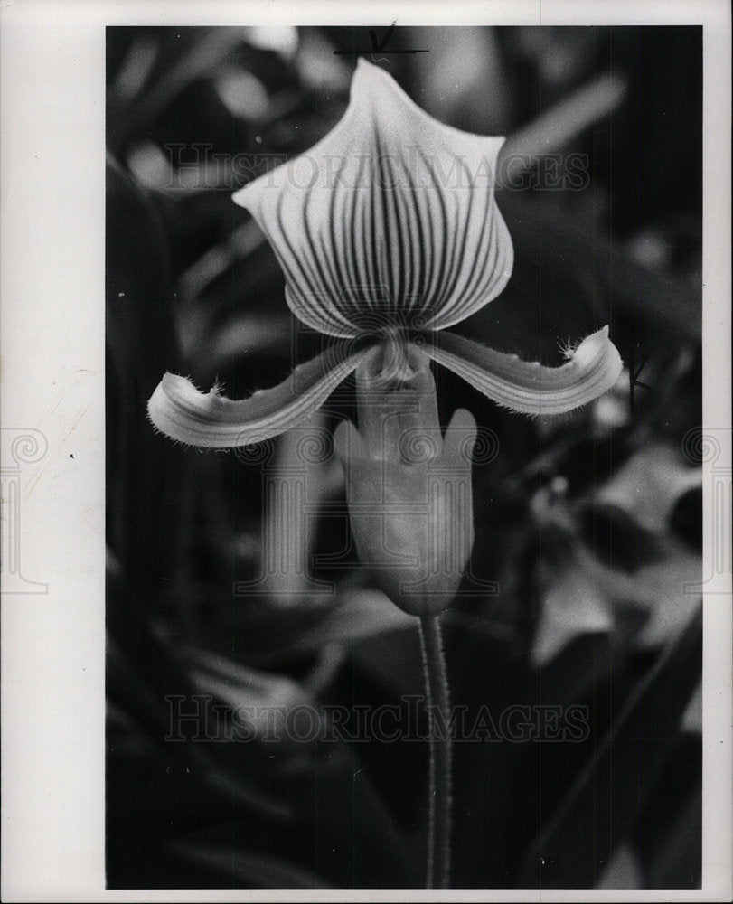 1978 Press Photo Annewood Flower - Historic Images