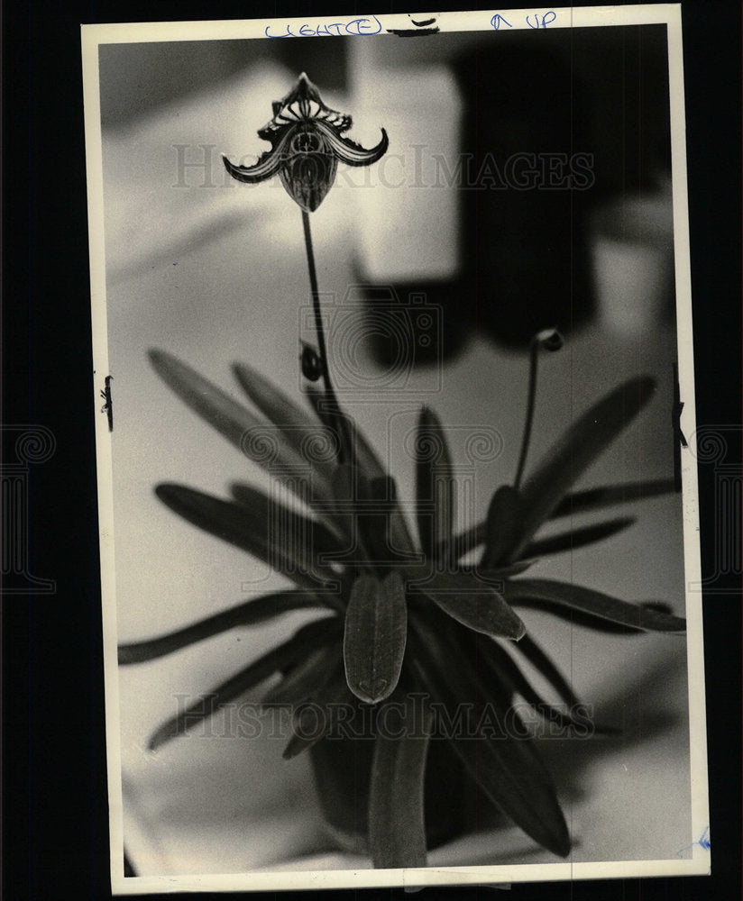 1981 Press Photo Paphiopedilum (Orchids) - Historic Images