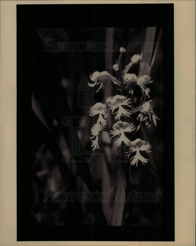1994 Press Photo Eastern Prairie Fringed Orchids - Historic Images