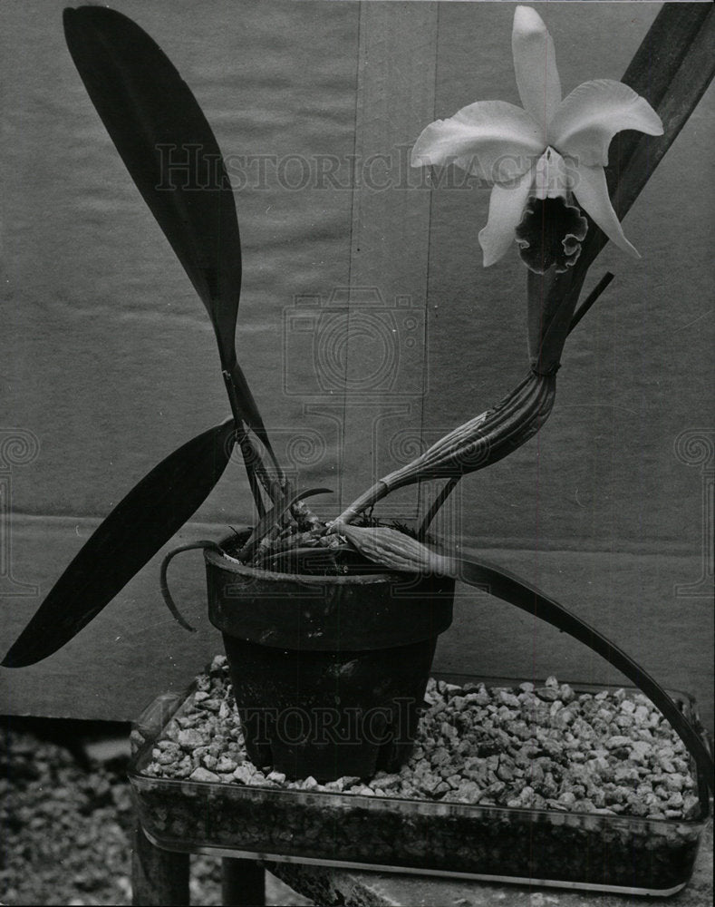 1952 Orchid Pot Flower Stones Plant - Historic Images