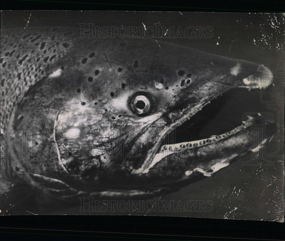 1968 Press Photo Salmon Fish - Historic Images