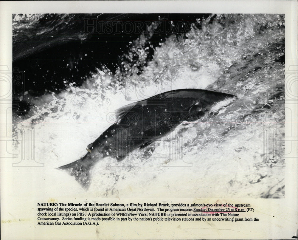 Press Release  Encore TV PBS Nature Miracle Salmon - Historic Images
