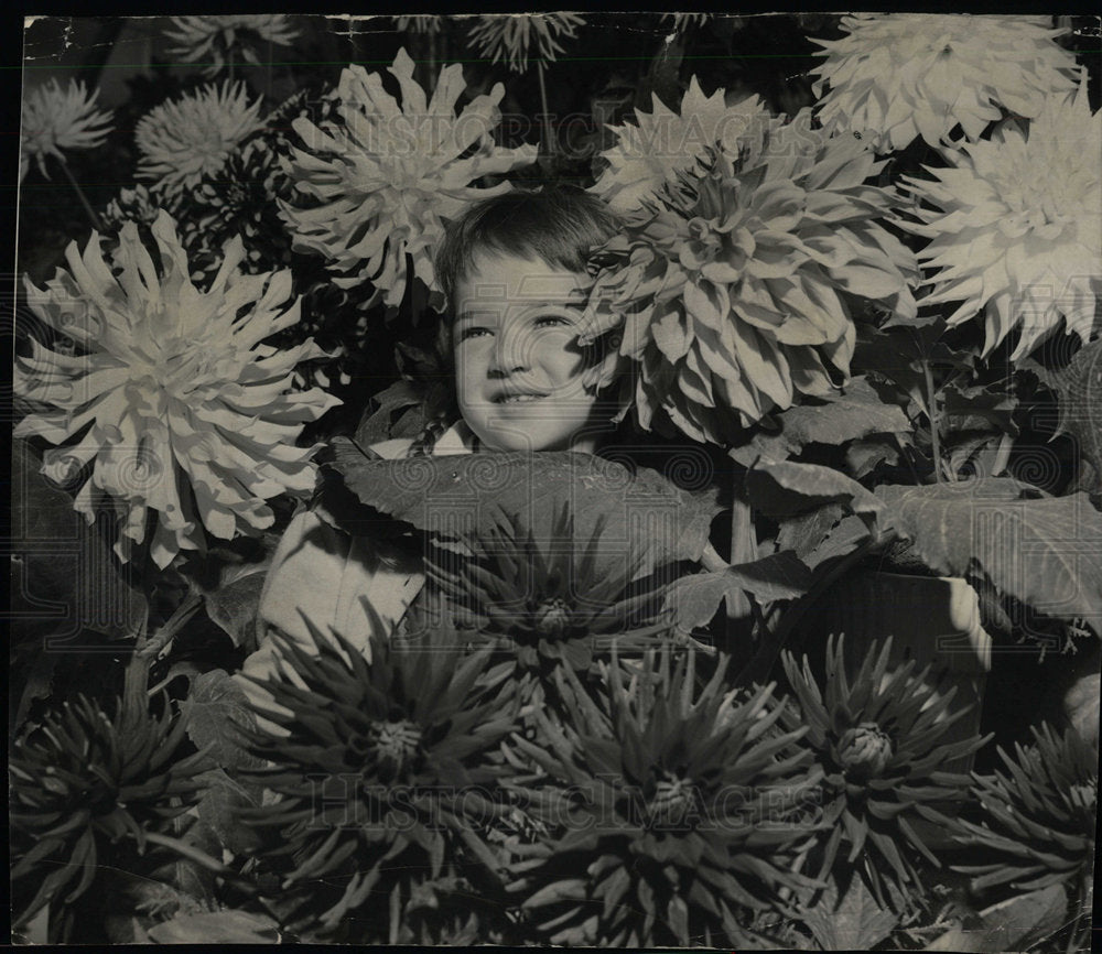 1956 Press Photo Laurel Helmboldt Dahlia Farm Riverside - Historic Images