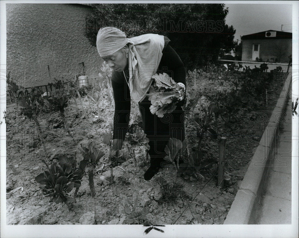 1990 Press Photo Rachel Bhat Israel Chicago Vegetable  - Historic Images