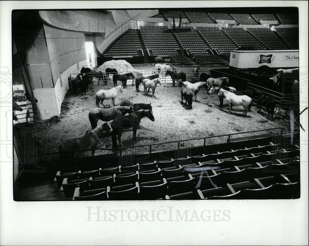 1981 Press Photo Rodeo Horses Cobo Arena Sports Animal - Historic Images
