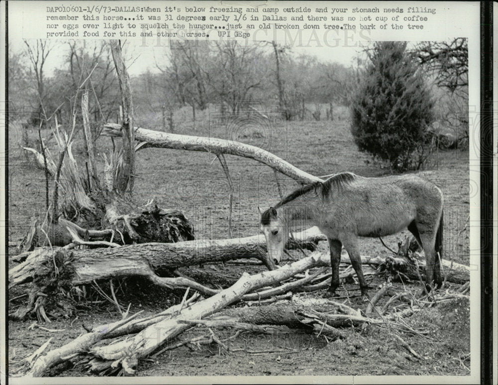 1973 Press Photo Freezing Hunger Horses Dallas  - Historic Images