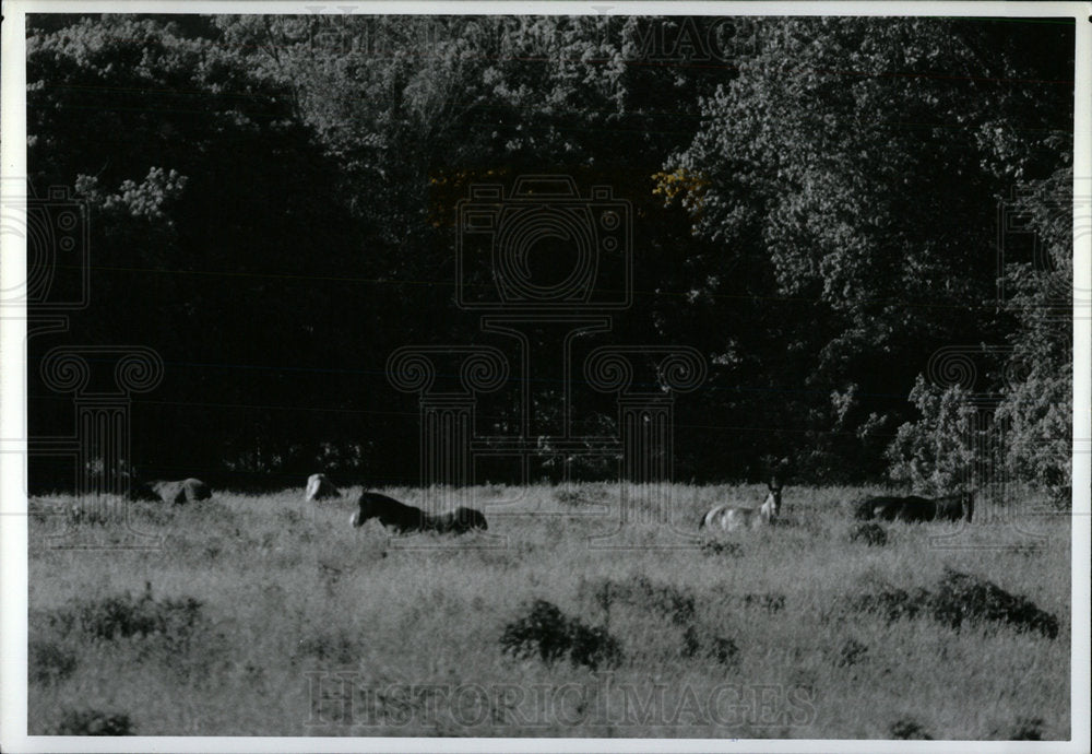 1990 Press Photo Missouri&#39;s Ozarks Wild Horses  - Historic Images