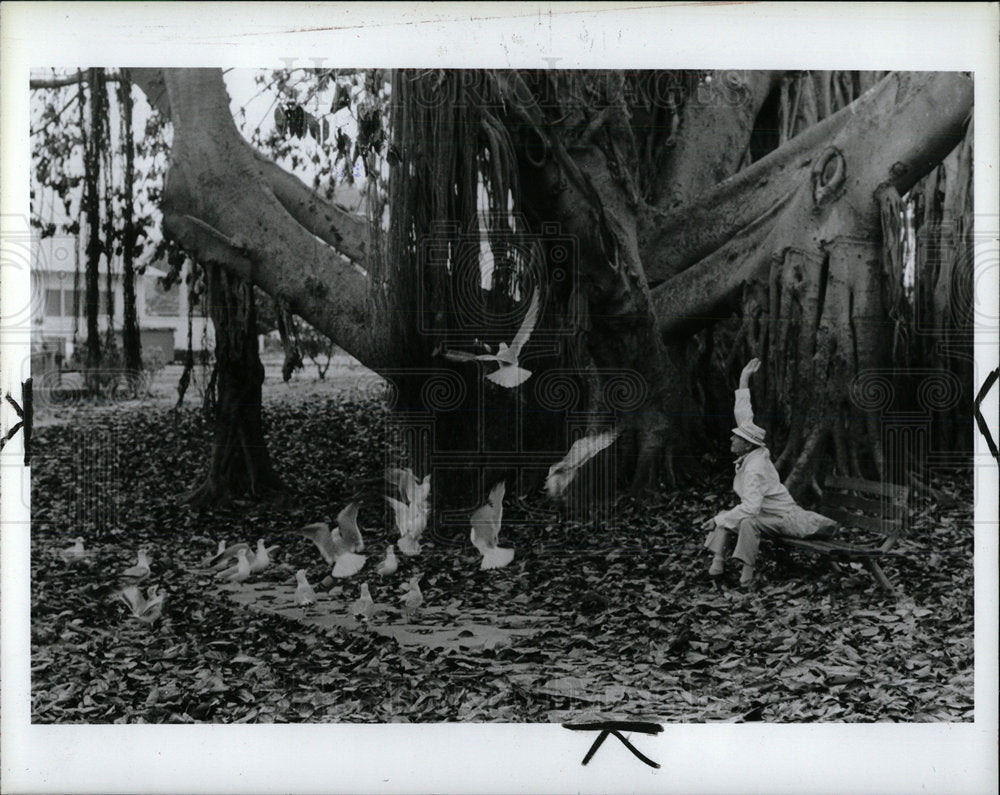 1984 Press Photo Banyan Tree Seagulls Florida - Historic Images