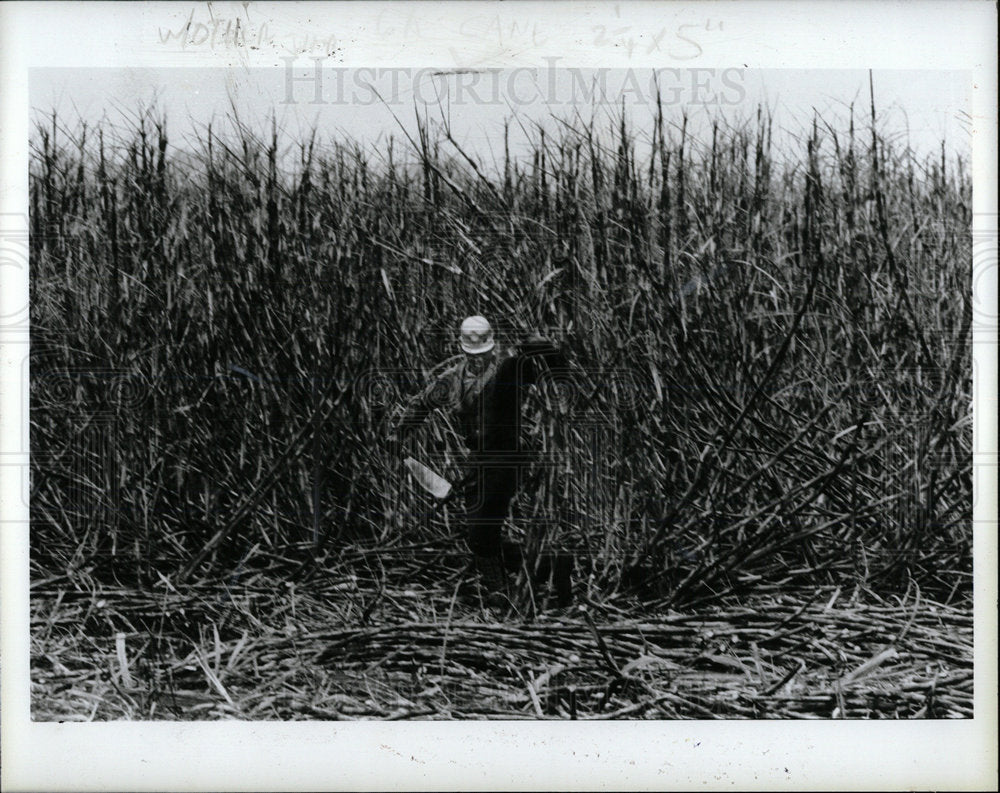 1984 Press Photo Sugar-cane Fields Florida - Historic Images