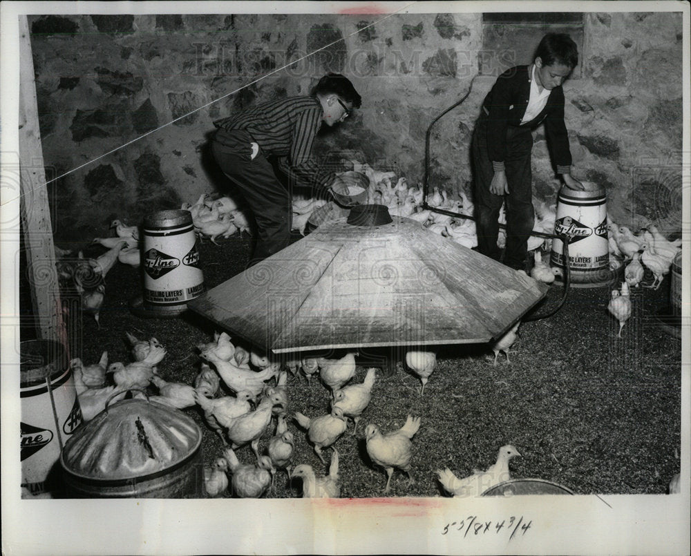 1959 Chicken Feeding in Farmyard Coop. - Historic Images