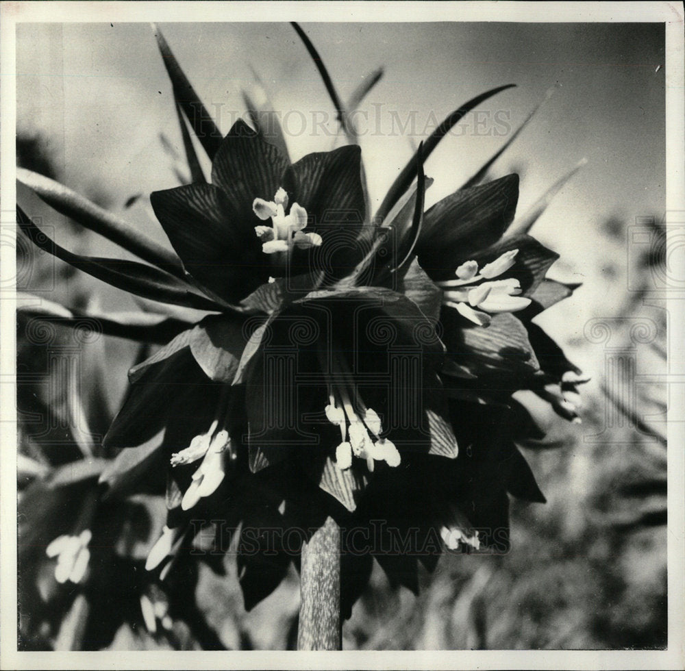 1978 Press Photo Firitillarja Orange Yellow Flower Stem - Historic Images