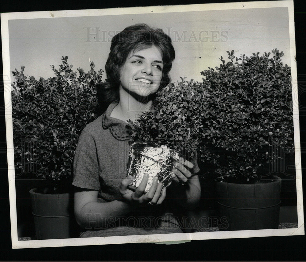 1961 Press Photo Flowers Boxwood Susanna Lavin - Historic Images