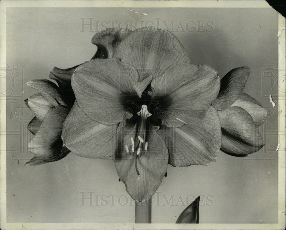 1957 Amaryllis bulb dozen giant flower tree - Historic Images