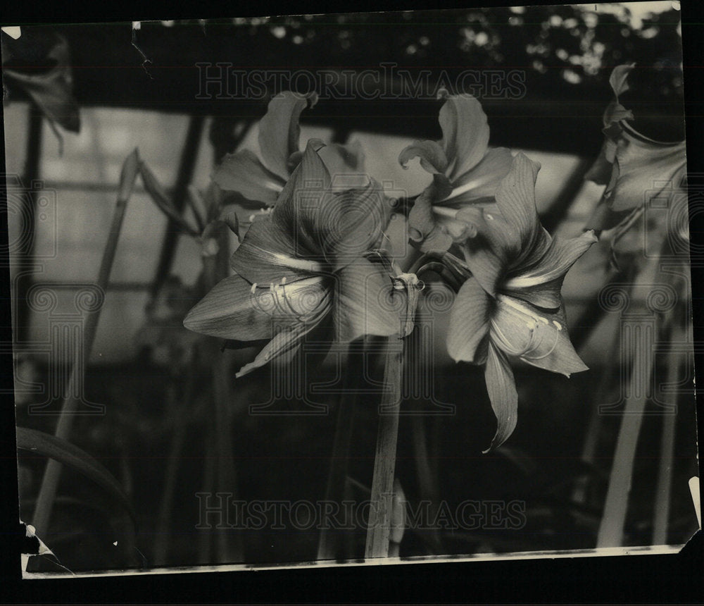 1935 Press Photo Amaryllis golden Lilly Orient flower  - Historic Images