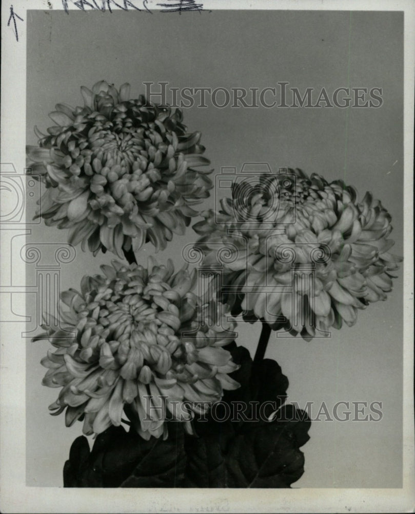 1983 Chrysanthemum Flower-Historic Images