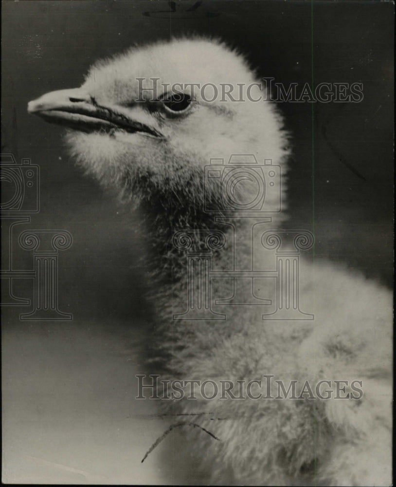 1931 Young Caspian Tern Bird Animal Nature - Historic Images