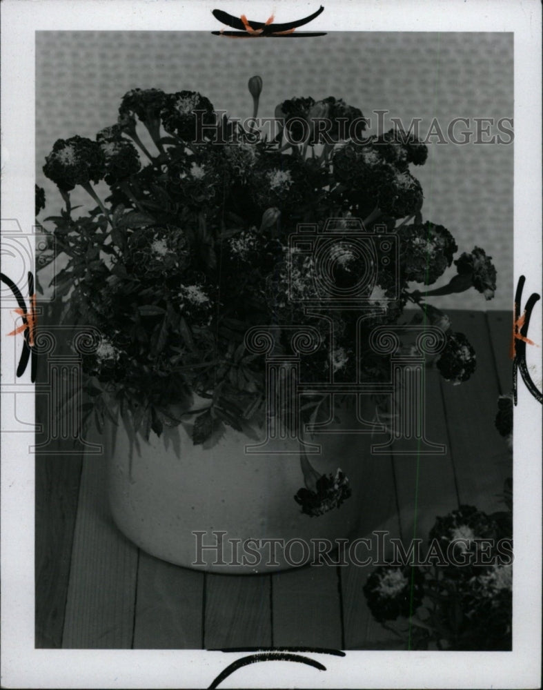 1970 Press Photo Marigolds On Display In A Pot- RSA01619 - Historic Images