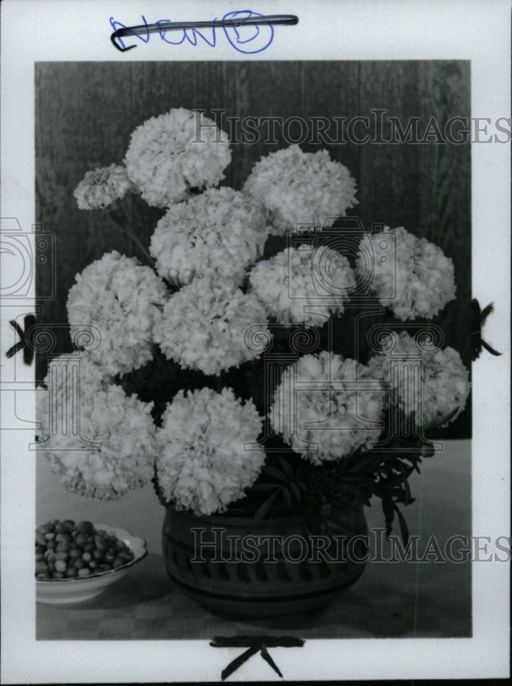 1981 Press Photo Marigold Bouquet Foliage Burpee seeds- RSA01631 - Historic Images