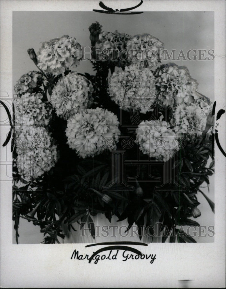 1970 Press Photo Marigold Flowers- RSA01633 - Historic Images