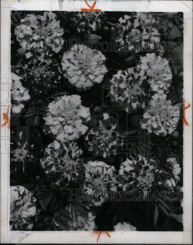 1969 Spanish Brocade Harris Seeds Double Dw - Historic Images