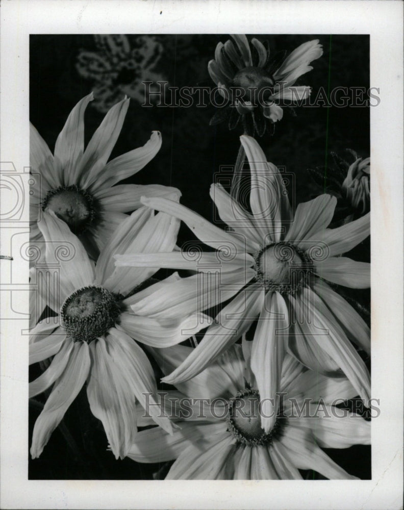 1977 Irish Eyes, a Gloriosa Daisy-Historic Images