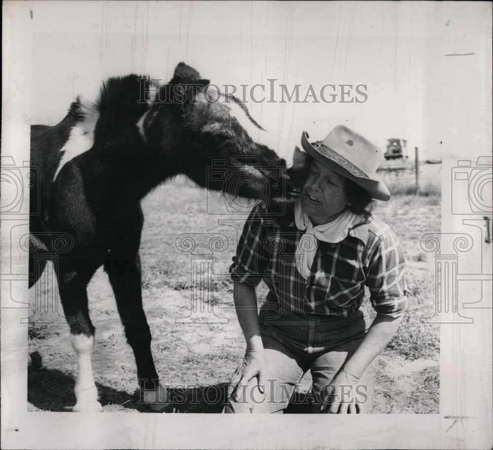 1953 Old Shetland Pony - Historic Images