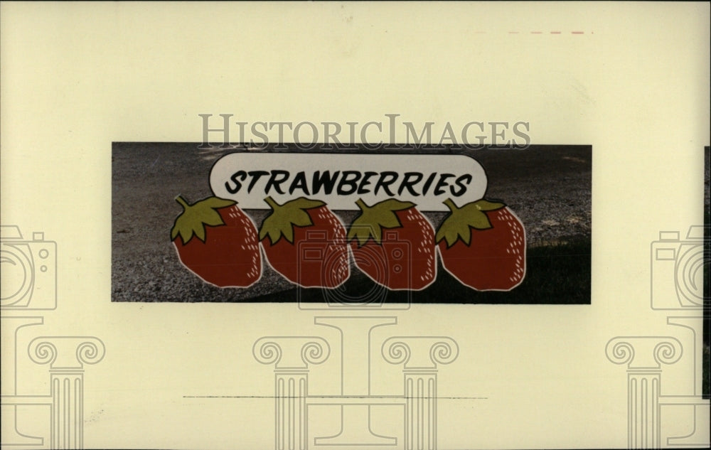 1985 Strawberries - Historic Images