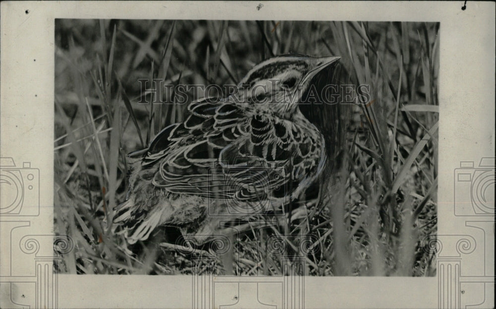 1931 Wild life Larks Birds - Historic Images