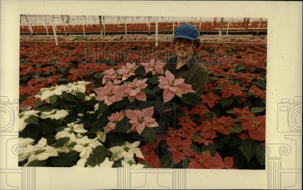 1983 Press Photo Man Surrounded By Poinsettias - Historic Images