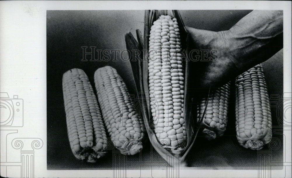 1977 Corn grain contains seeds kenels farm - Historic Images