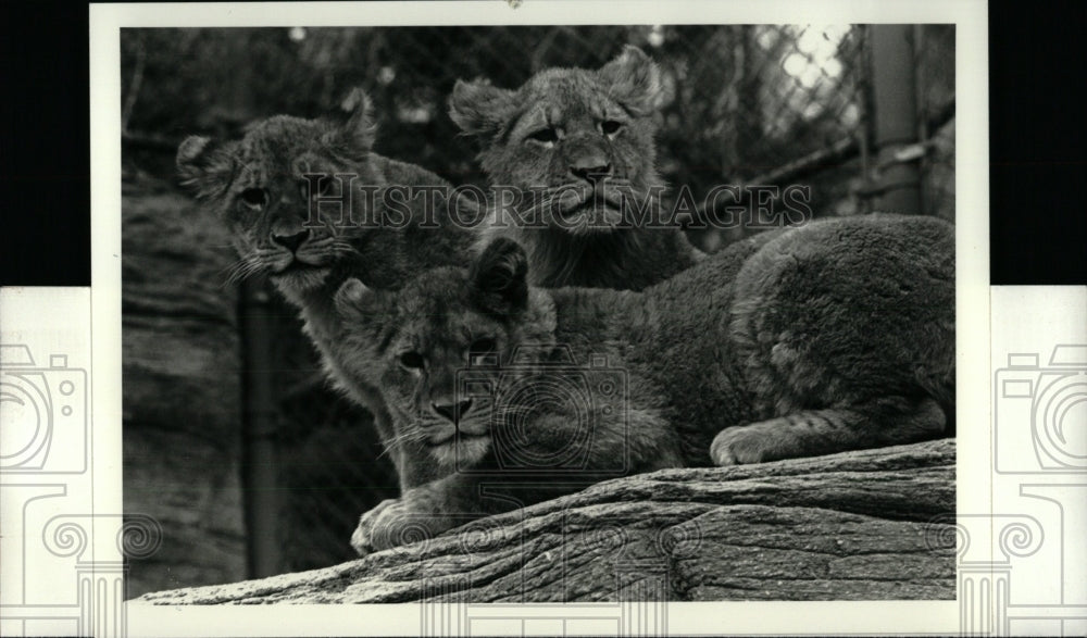 1990 John Ball Zoological Gardens Lion Cubs - Historic Images