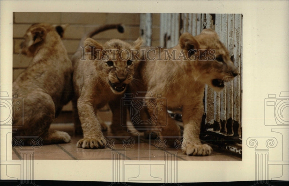 1983 Lion Cubs in Detroit Zoo - Historic Images