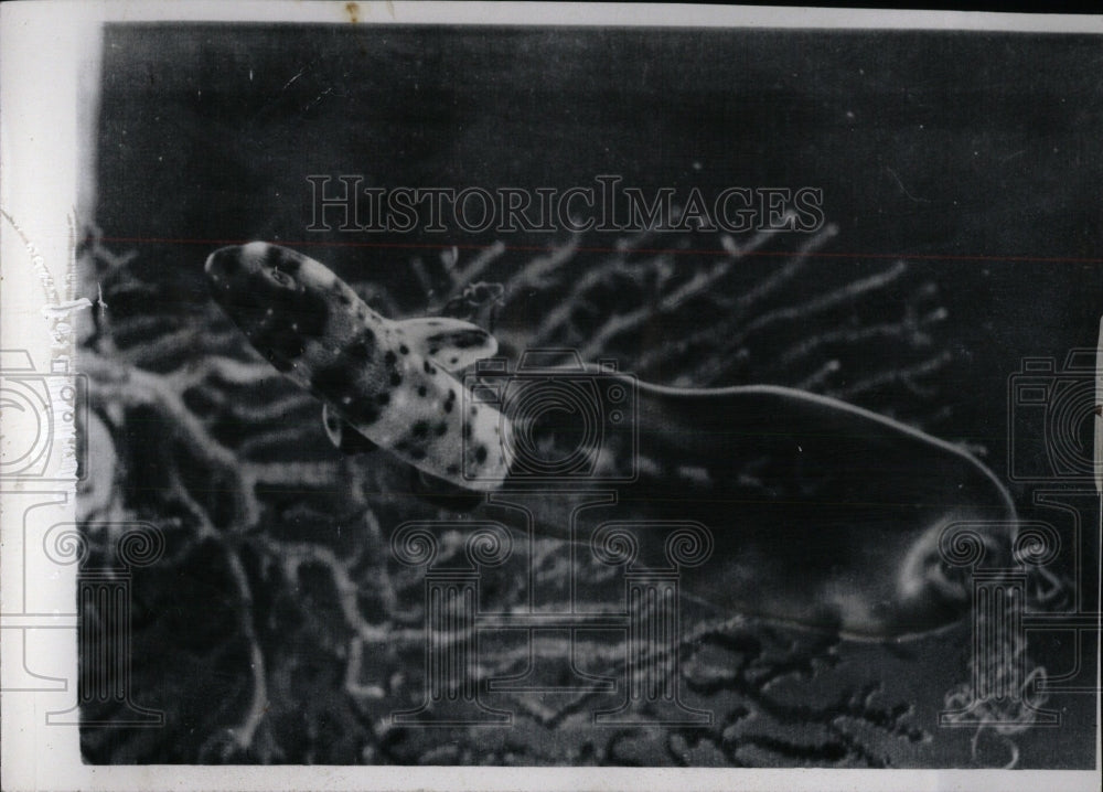 1964 First Picture Swell Shark Birth - Historic Images