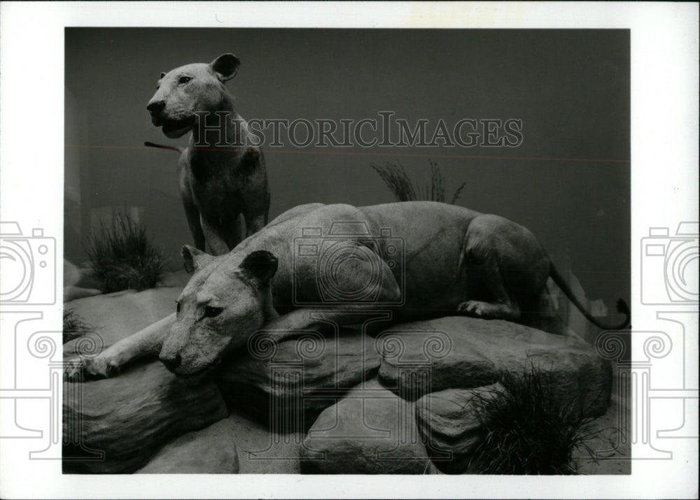 1996 Press Photo Ghost And Darkness Film Props Display- RSA02475 - Historic Images