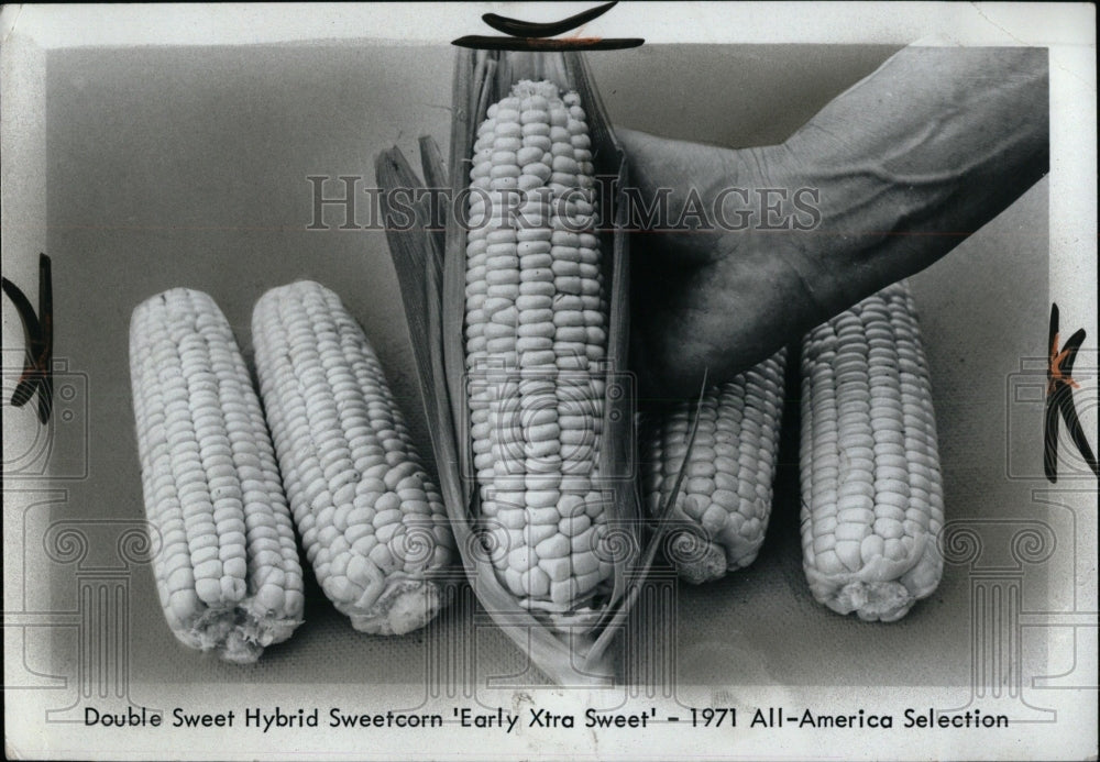 1975 Double Hybrid Sweetcorn America Food-Historic Images