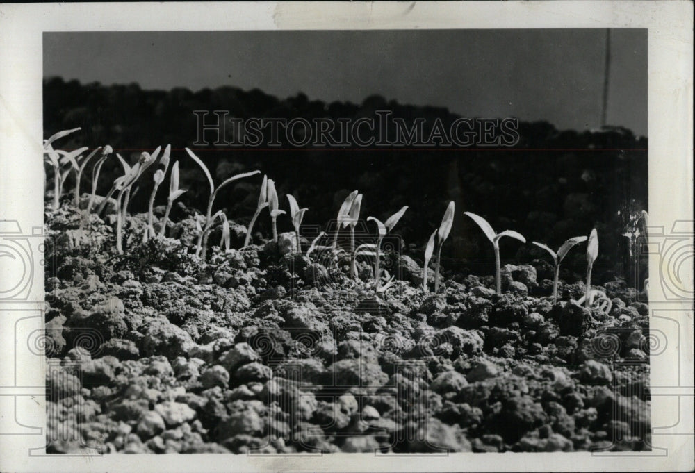 1970 Press Photo Seedling Young Plant Sporophyte Develo- RSA02681 - Historic Images