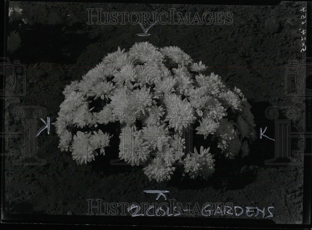 1949 chrysanthemum azaleamum come special grower Yoder Brother Ohio - Historic Images