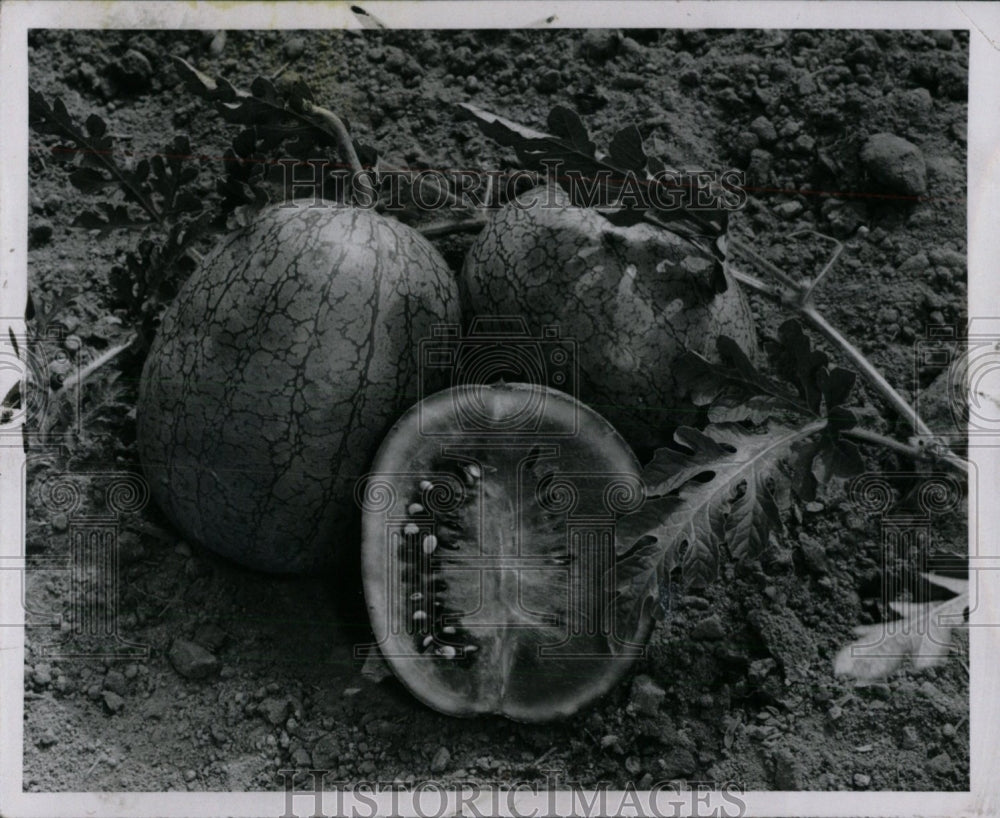 1966 Watermelon New Hampshire Midget. - Historic Images