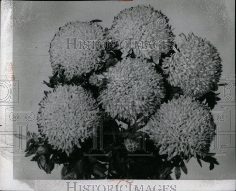 1960 Press Photo Spun gold Marigolds Flowers Garden- RSA02817 - Historic Images