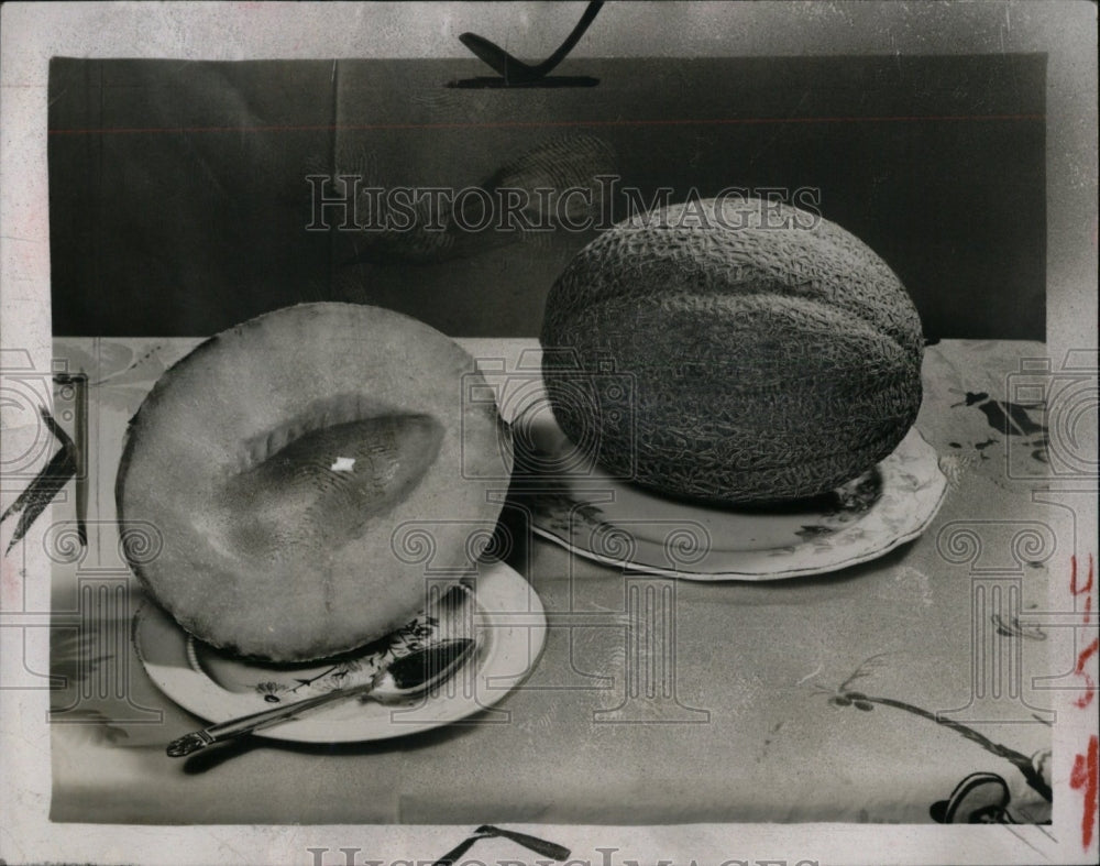 1952 Galen Delight Muskmelon-Historic Images